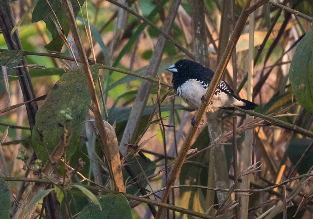 svartryggmannikin (bicolor/poensis) - ML205907581