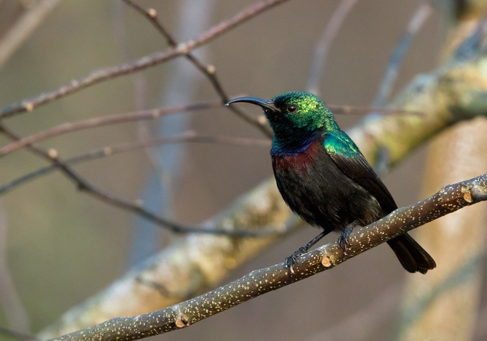 Purple-banded Sunbird - Lars Petersson | My World of Bird Photography