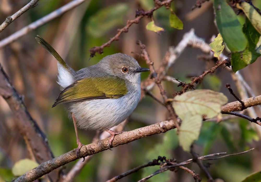 Hartert's Camaroptera - ML205907621