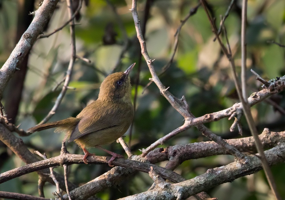 Pulitzer's Longbill - Lars Petersson | My World of Bird Photography