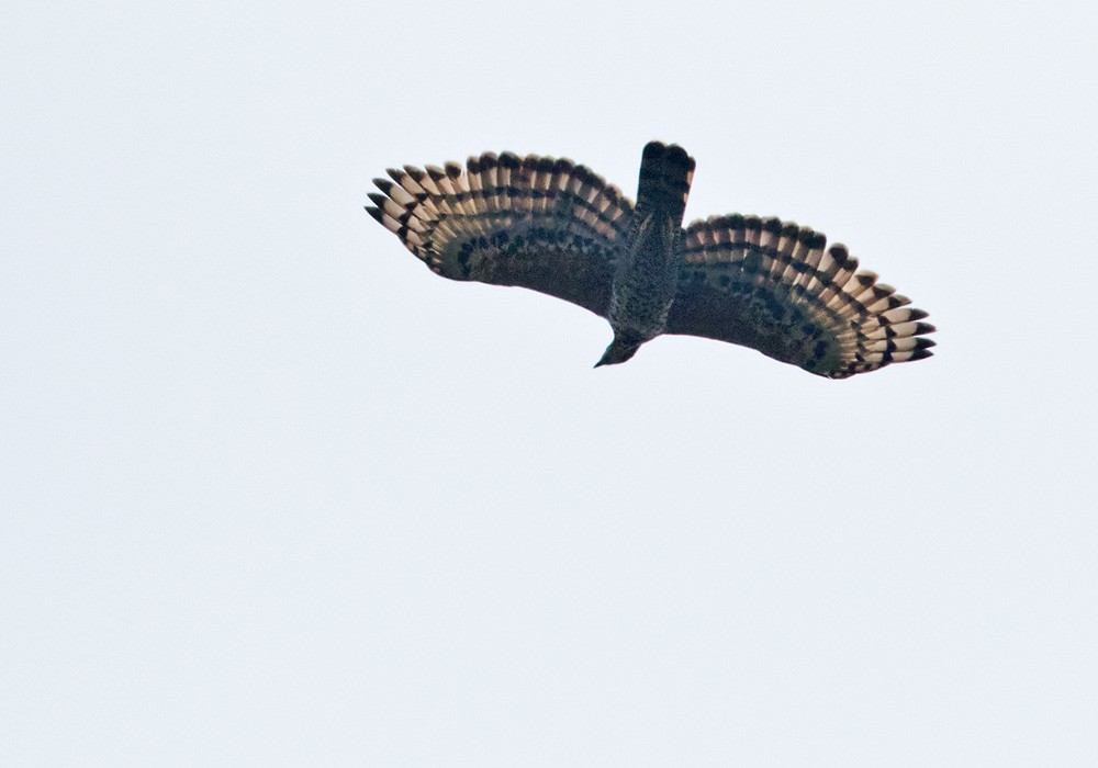 Crowned Eagle - ML205907701