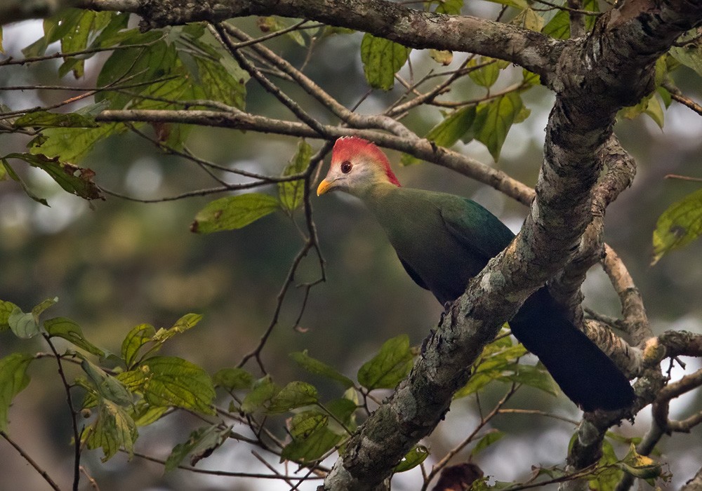 Turaco Crestirrojo - ML205907711