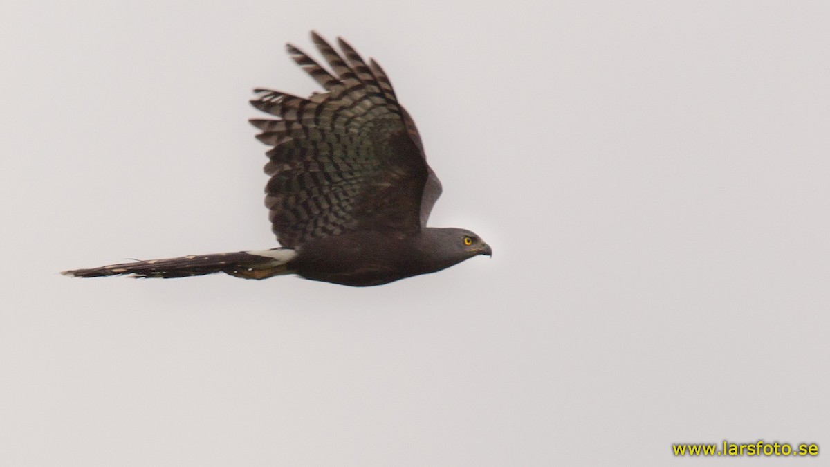 Long-tailed Hawk - ML205907761