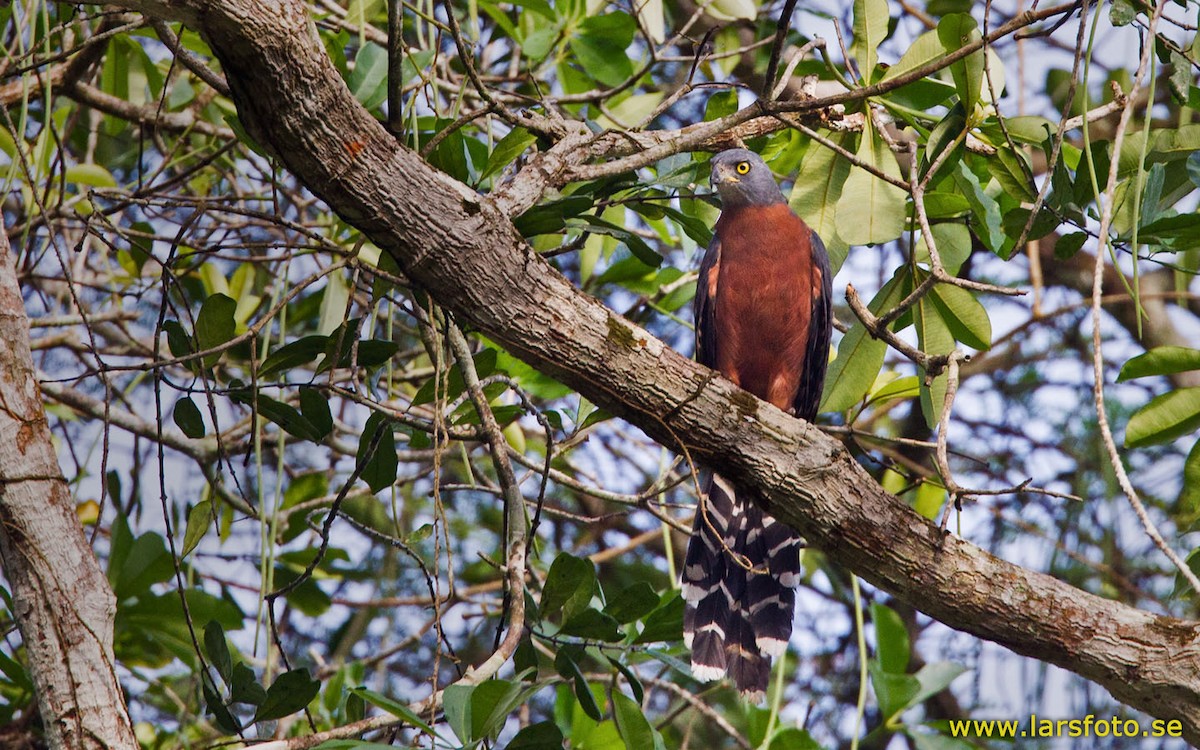 Long-tailed Hawk - Lars Petersson | My World of Bird Photography