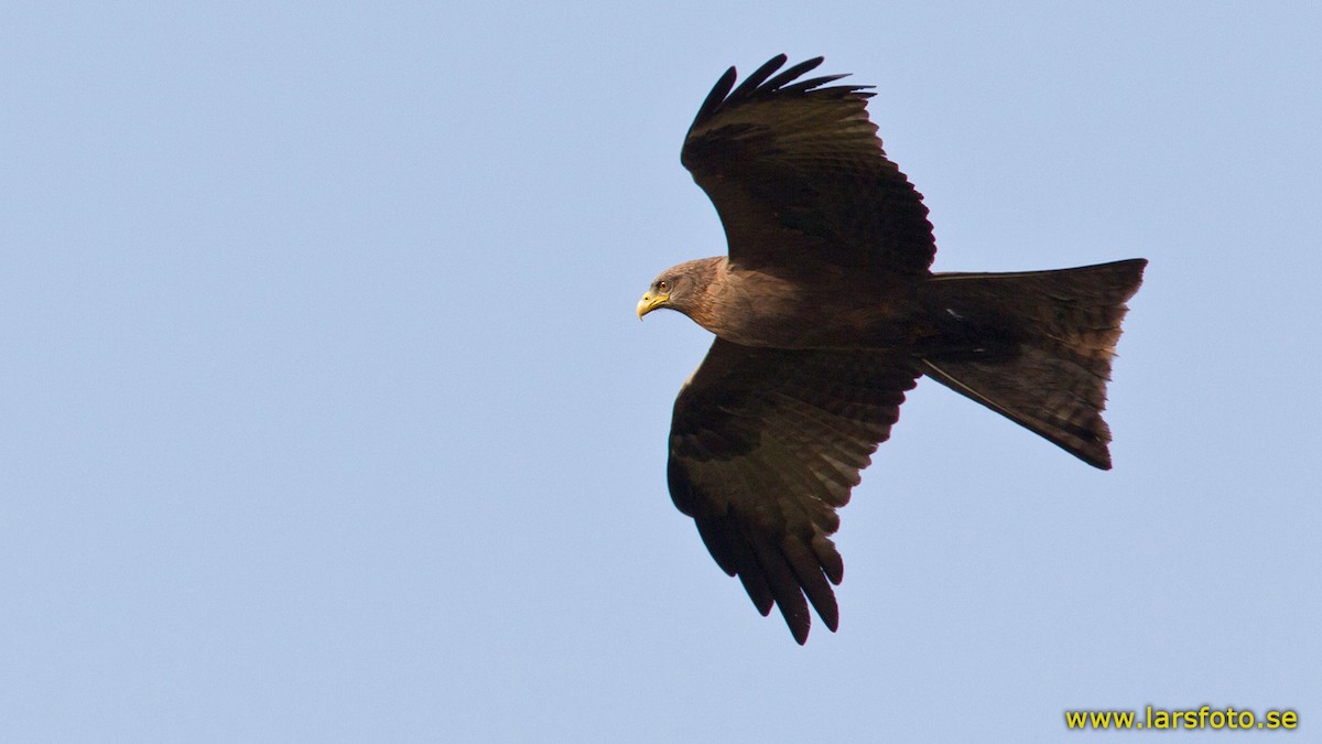 Black Kite (Yellow-billed) - ML205907791