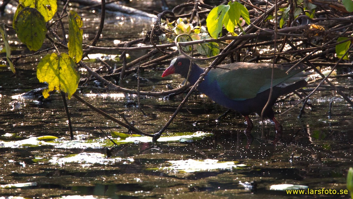 Allen's Gallinule - Lars Petersson | My World of Bird Photography