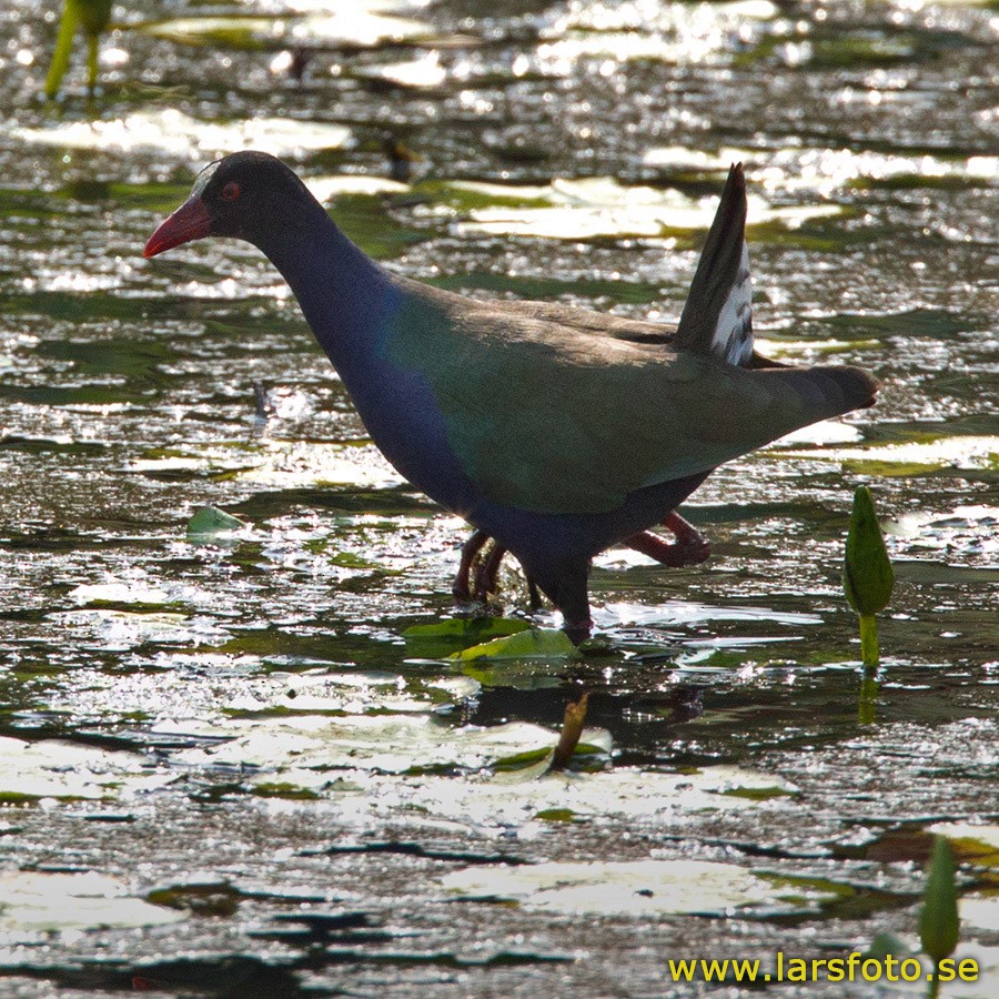 Allen's Gallinule - Lars Petersson | My World of Bird Photography