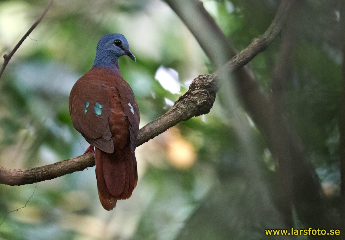 Blue-headed Wood-Dove - ML205907891