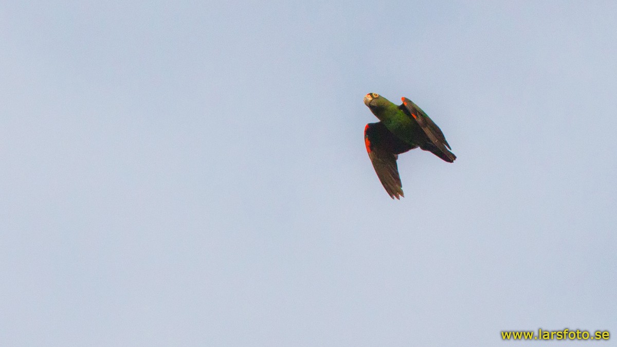 Папуга-довгокрил червонолобий (підвид fantiensis) - ML205907921