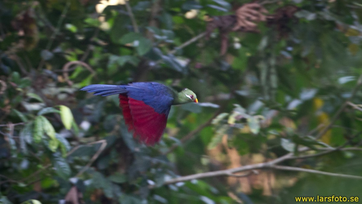 Yellow-billed Turaco (Yellow-billed) - Lars Petersson | My World of Bird Photography