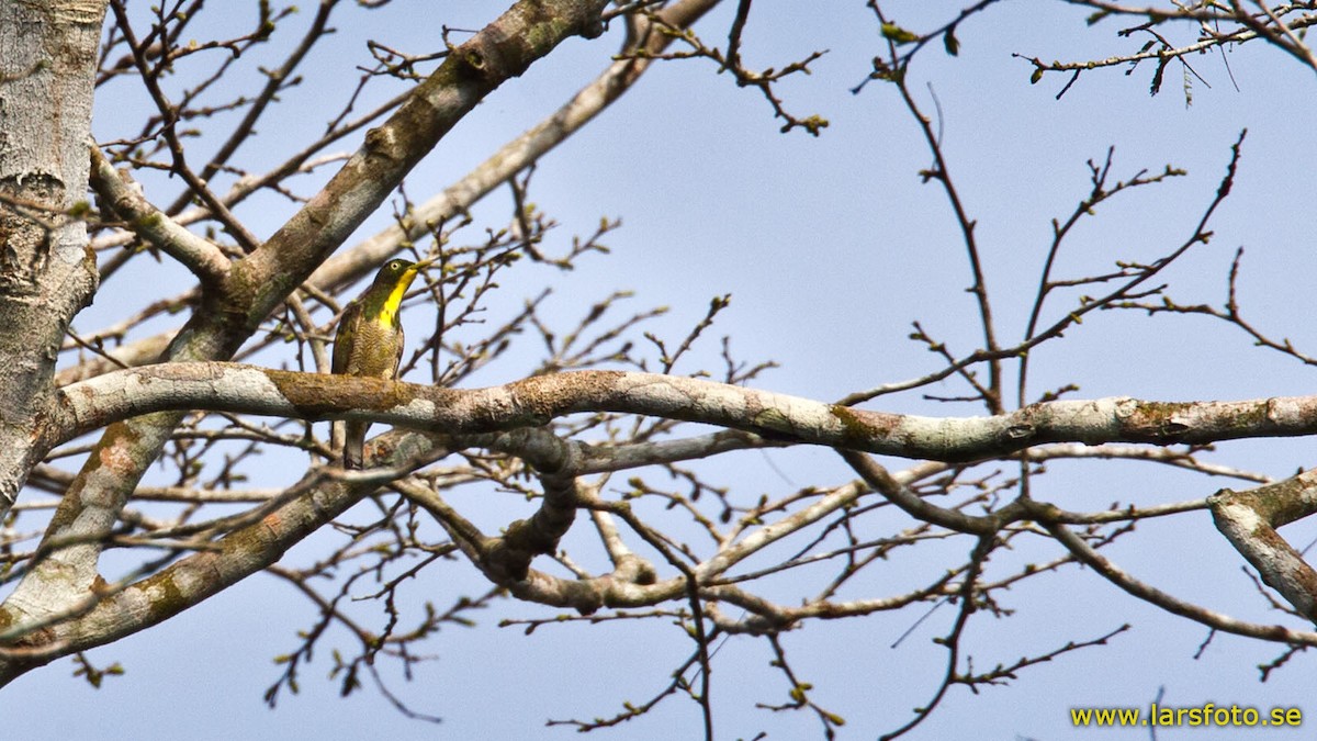 Yellow-throated Cuckoo - ML205908001