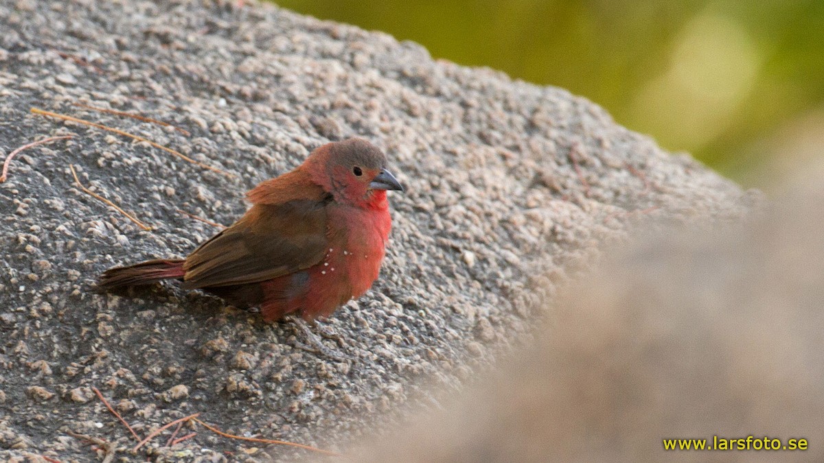 Rock Firefinch - ML205908011