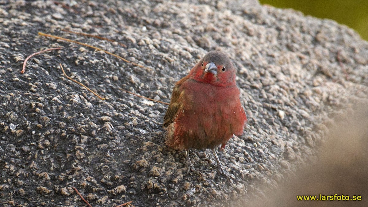 Rock Firefinch - ML205908021