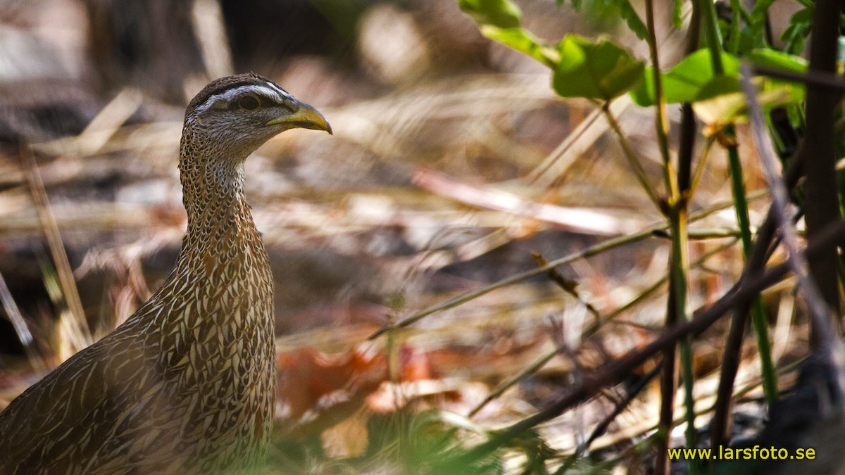 Double-spurred Spurfowl - Lars Petersson | My World of Bird Photography