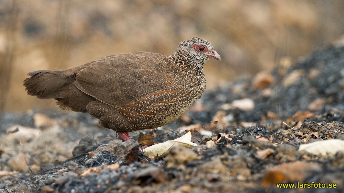 Stone Partridge (Stone) - Lars Petersson | My World of Bird Photography