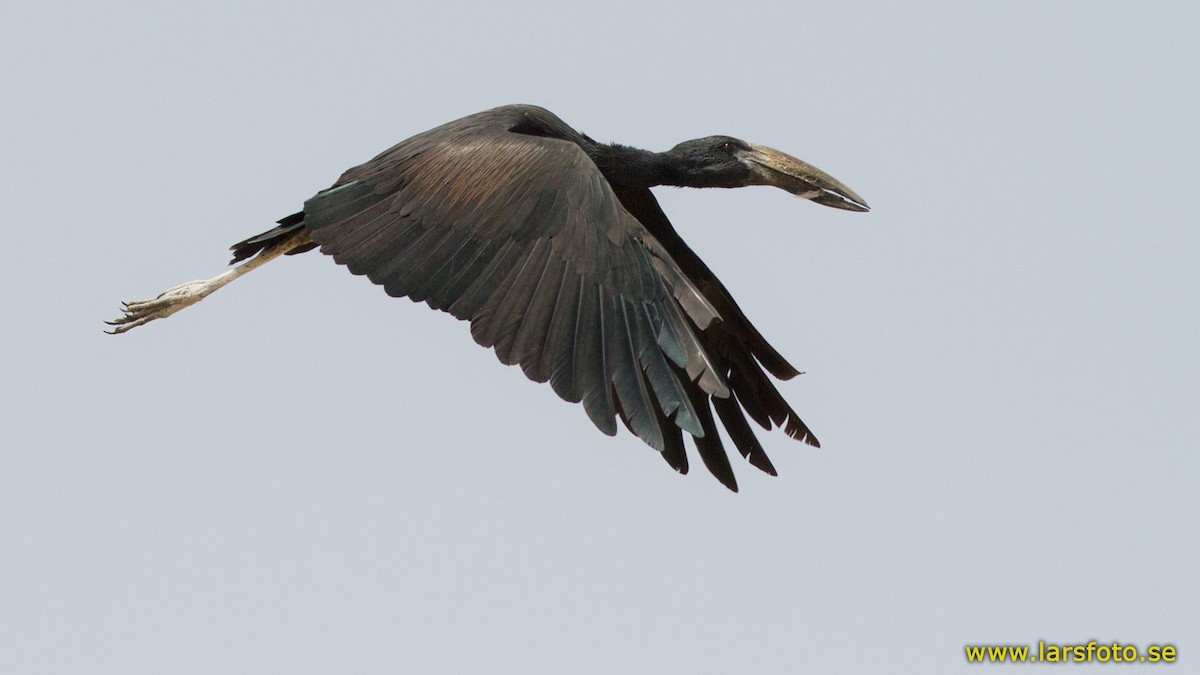 African Openbill - ML205908251