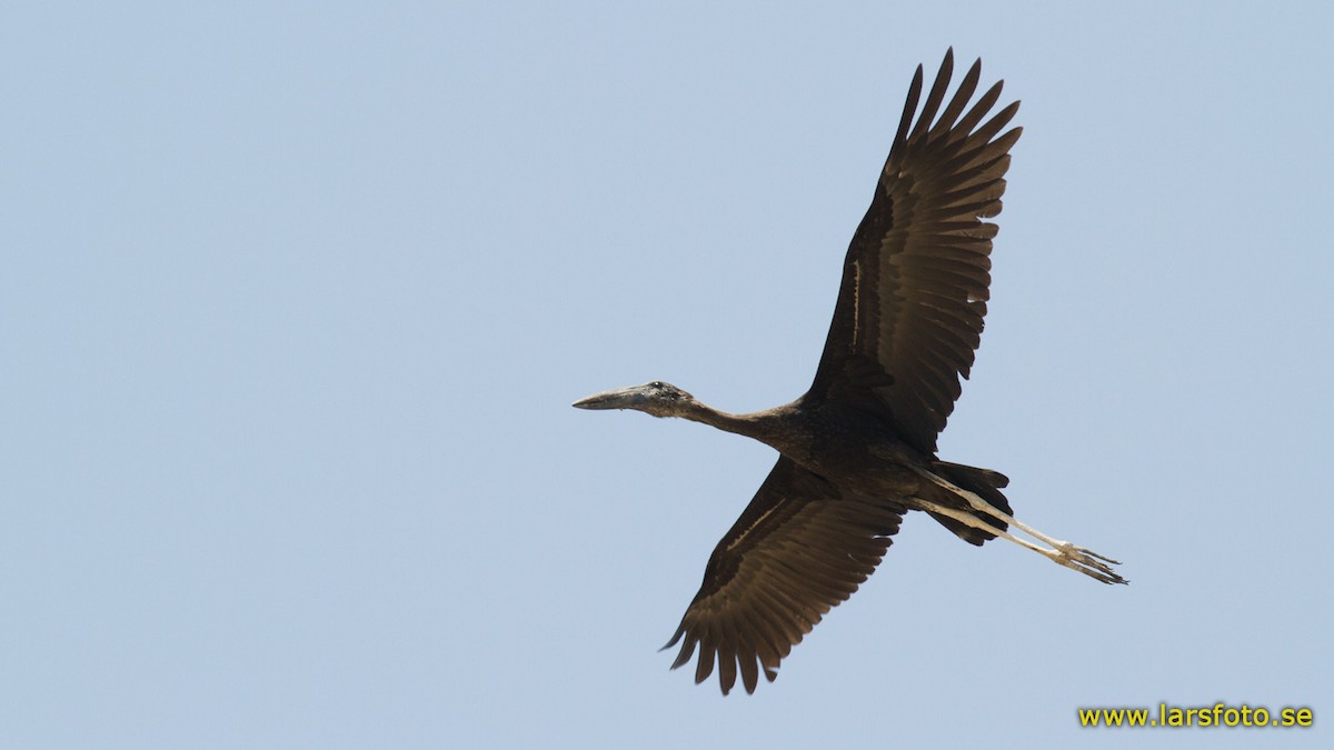 African Openbill - ML205908261