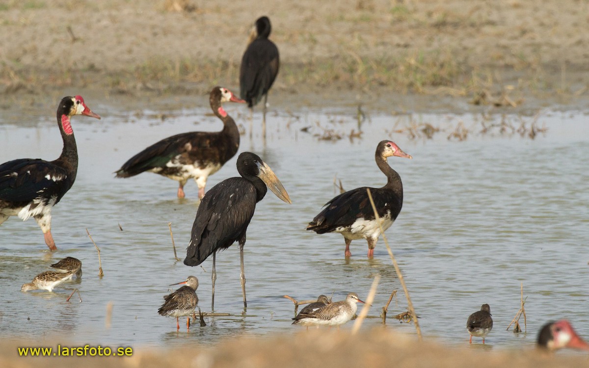 African Openbill - ML205908281