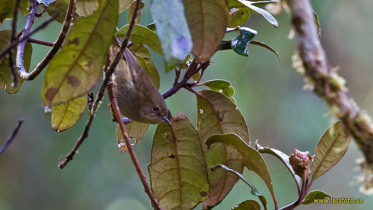 Papuan Scrubwren - ML205908291