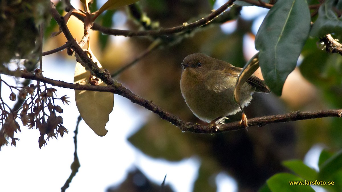 Large Scrubwren - ML205908331