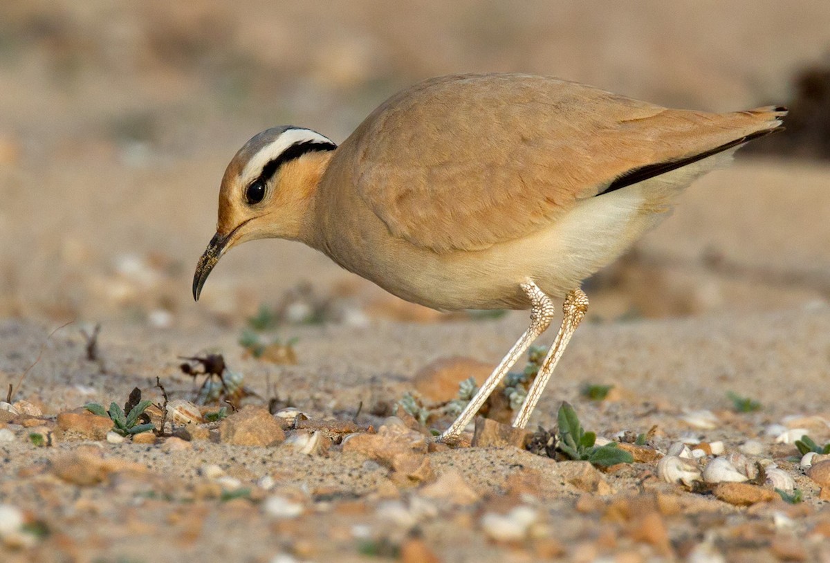 Cream-colored Courser - ML205908601