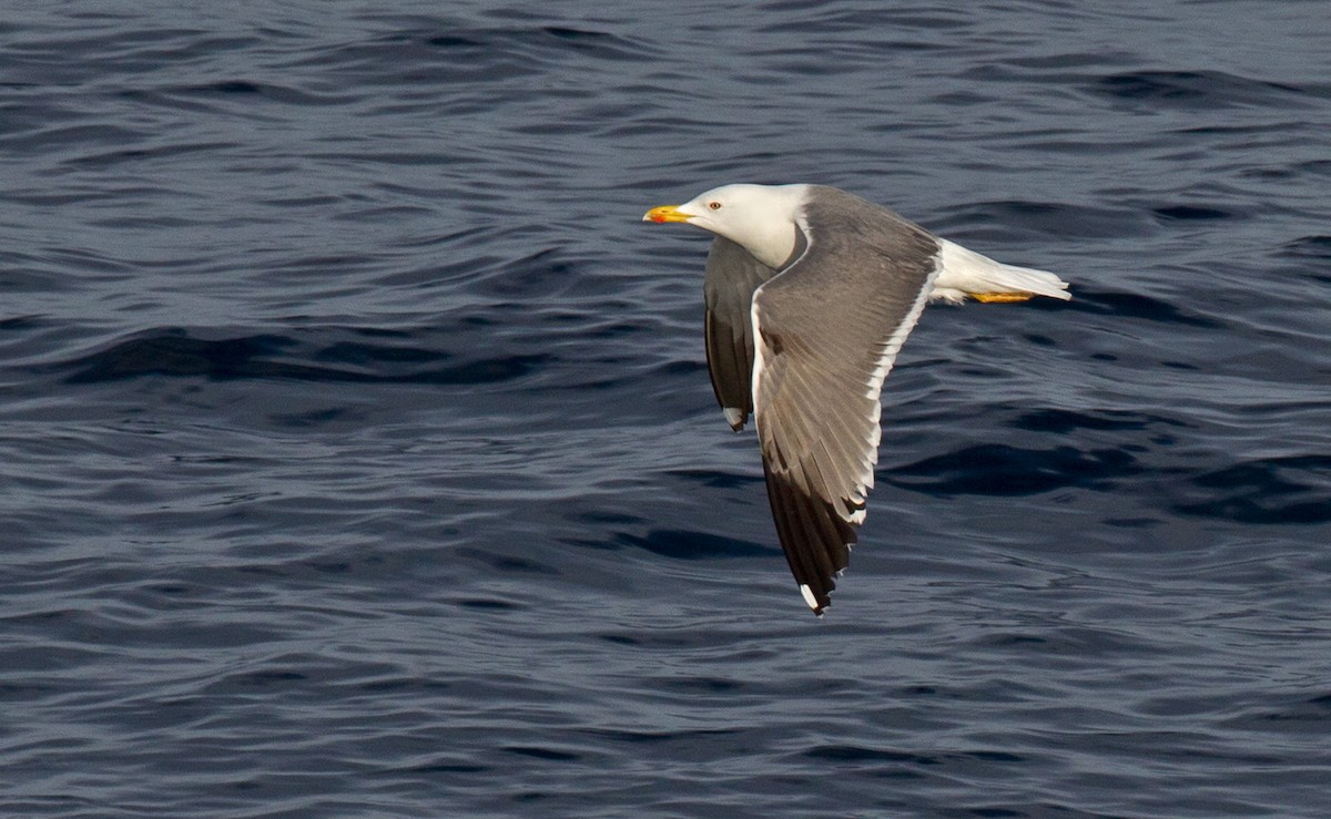 Yellow-legged Gull (atlantis) - Lars Petersson | My World of Bird Photography