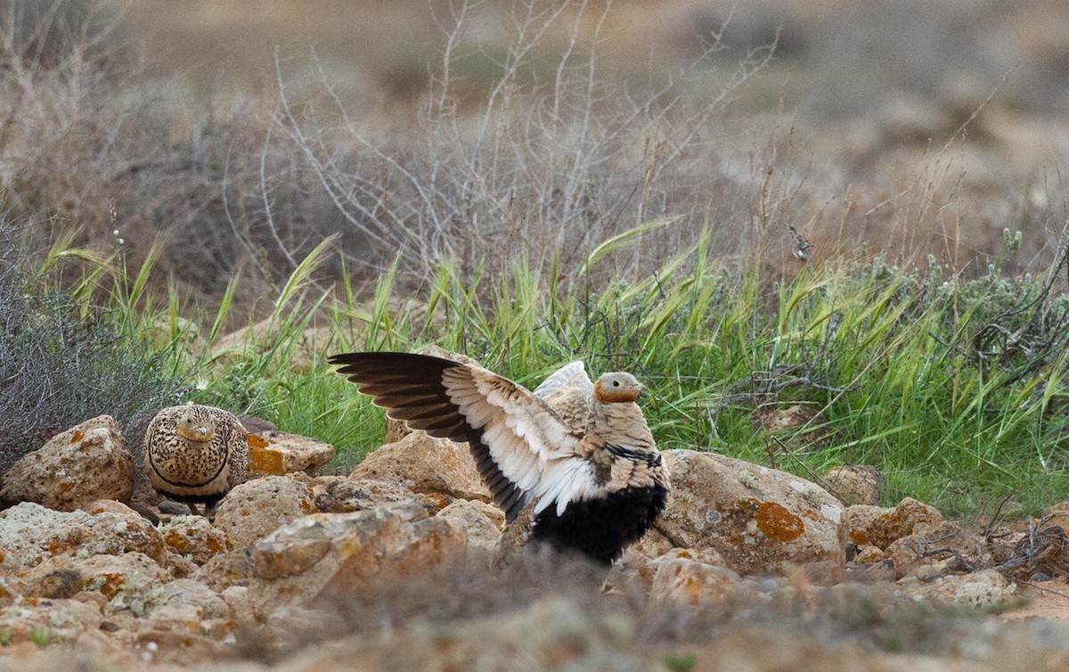 Black-bellied Sandgrouse - Lars Petersson | My World of Bird Photography