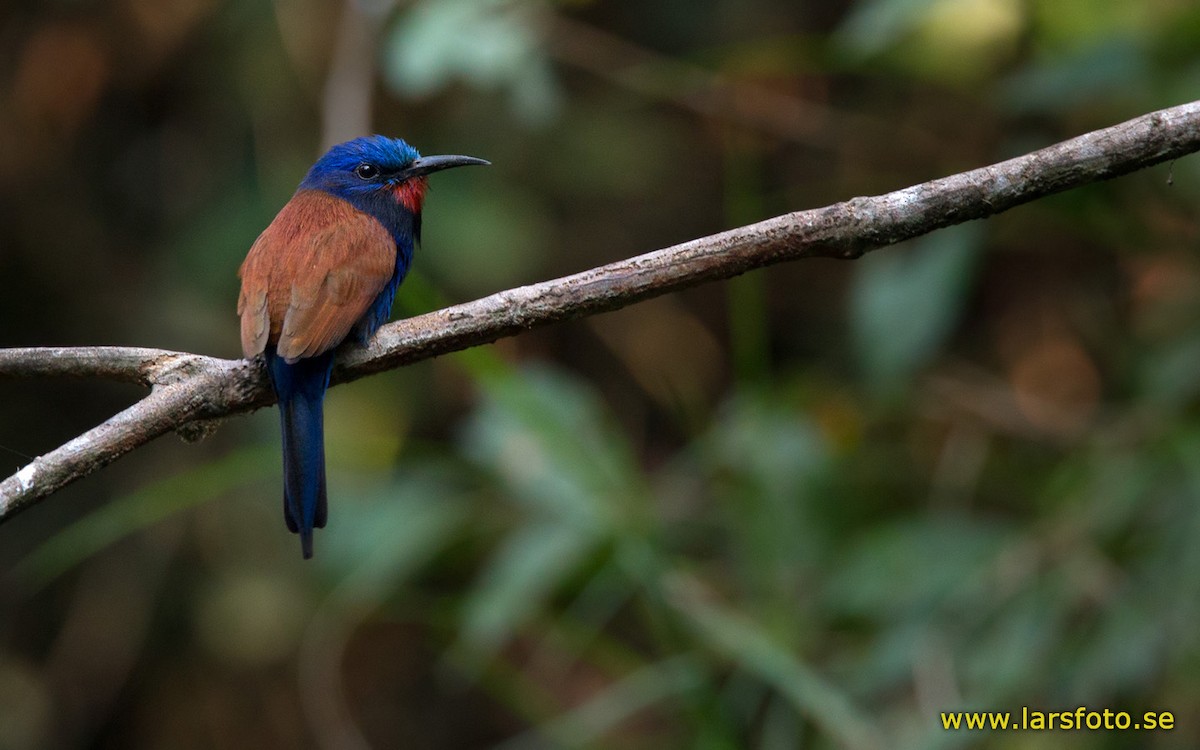 Blue-moustached Bee-eater - Lars Petersson | My World of Bird Photography