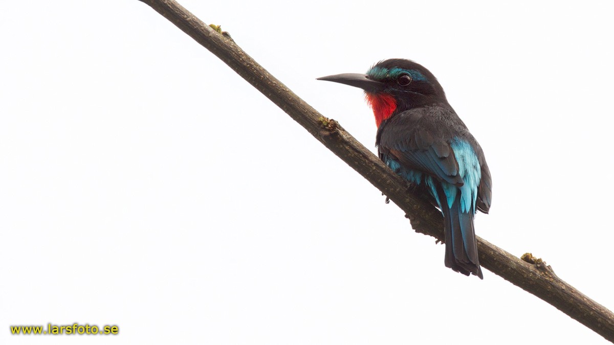 Black Bee-eater - ML205908971