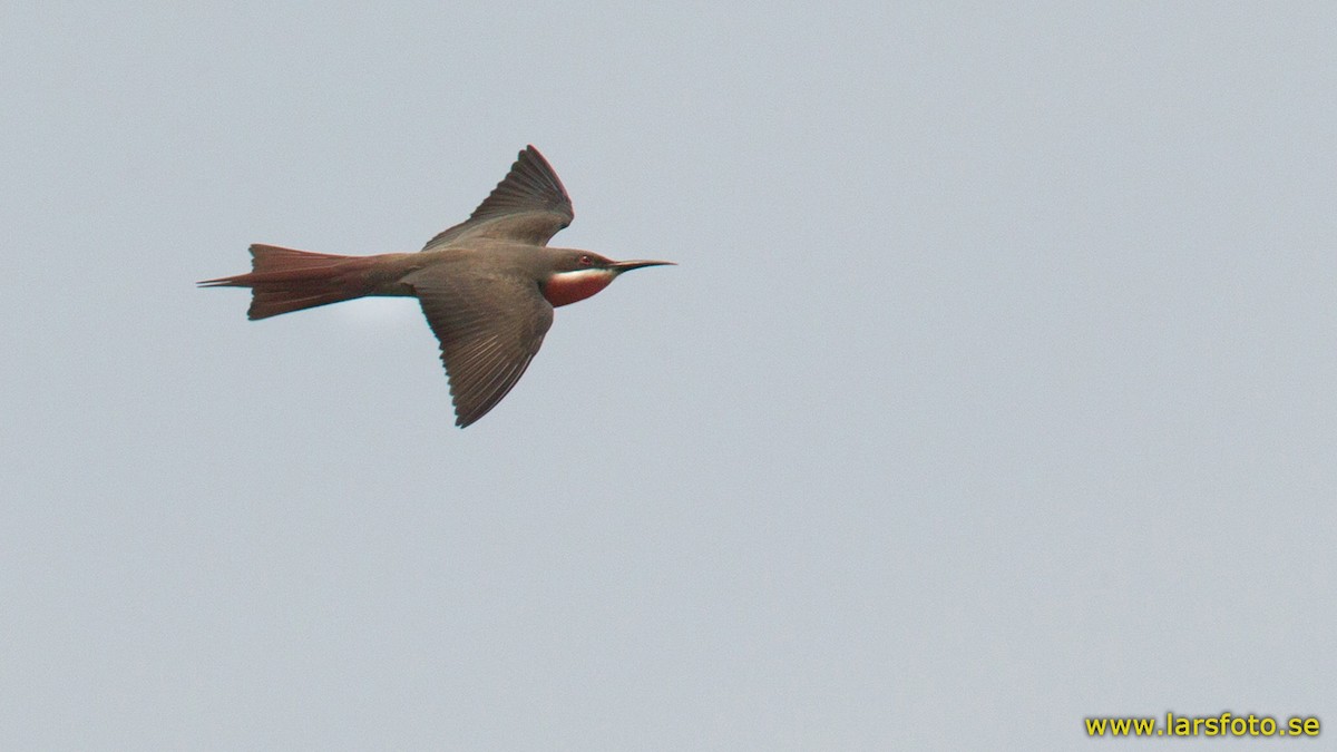 Rosy Bee-eater - ML205909031