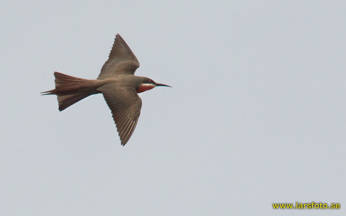 Rosy Bee-eater - ML205909041