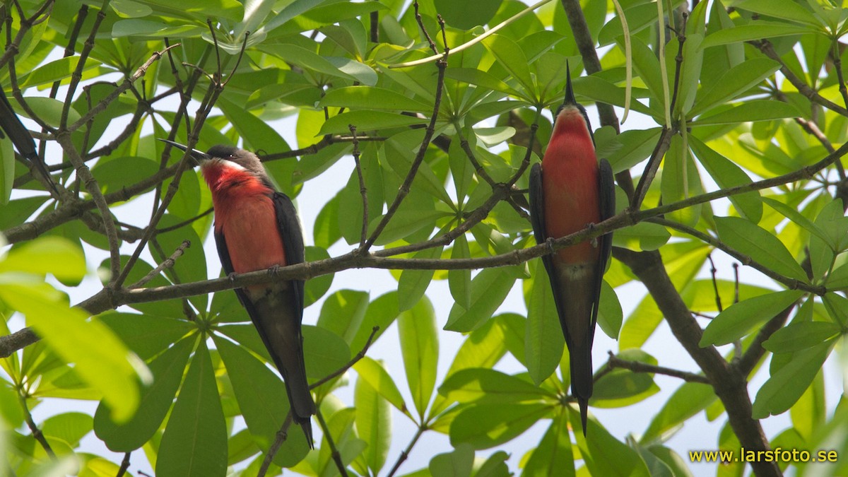 Rosy Bee-eater - ML205909061