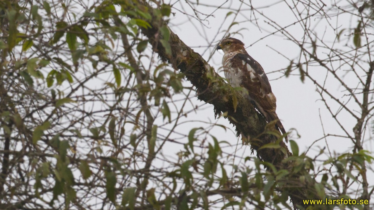 African Cuckoo-Hawk - Lars Petersson | My World of Bird Photography