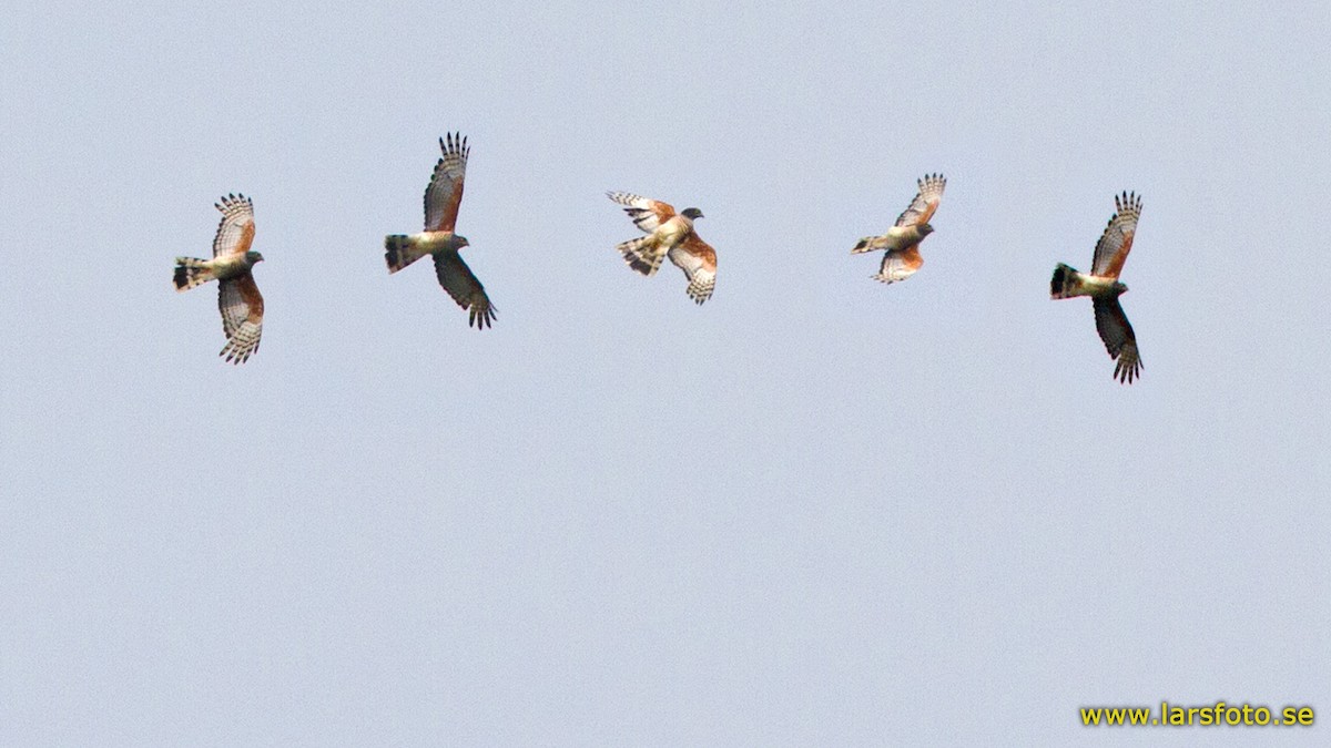 African Cuckoo-Hawk - Lars Petersson | My World of Bird Photography
