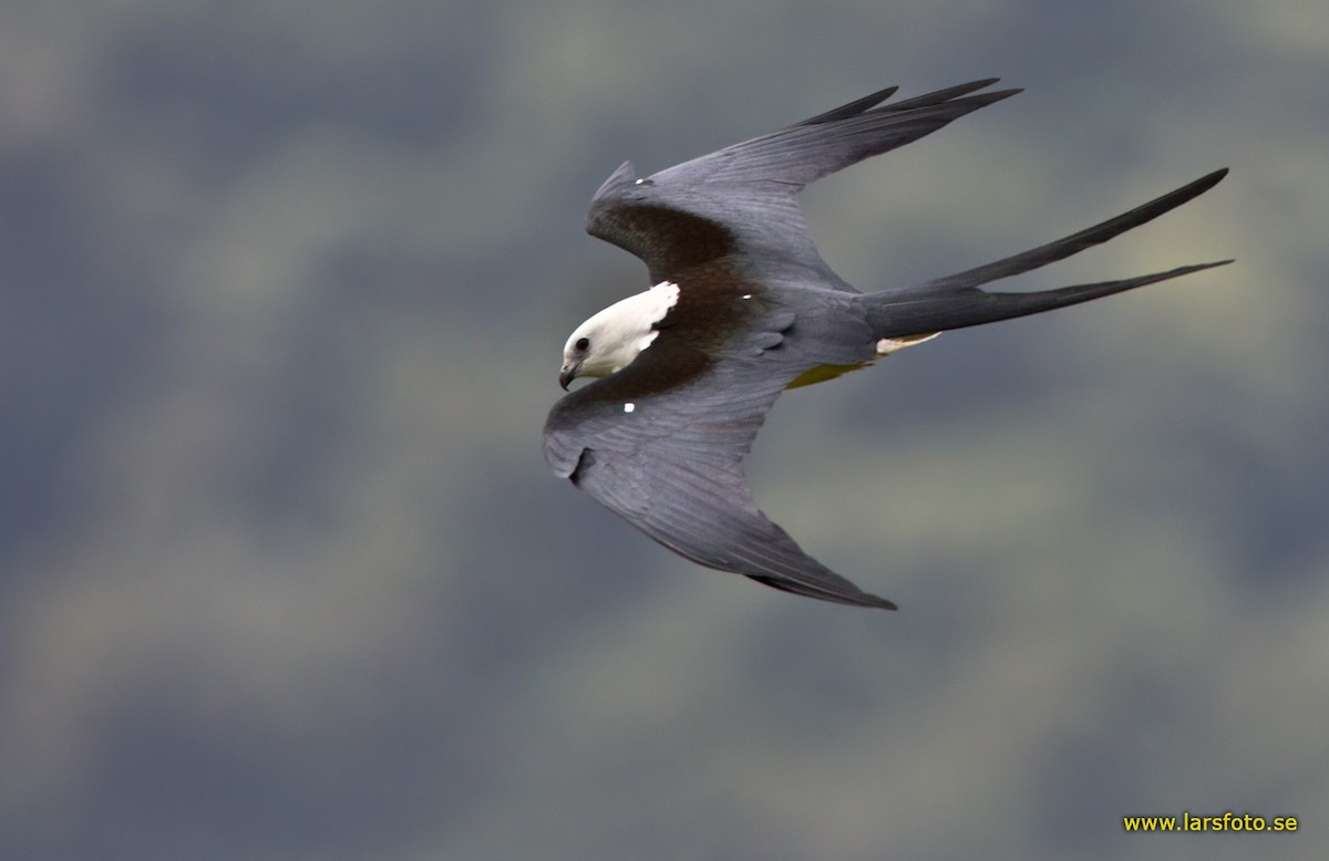 Swallow-tailed Kite - ML205909371