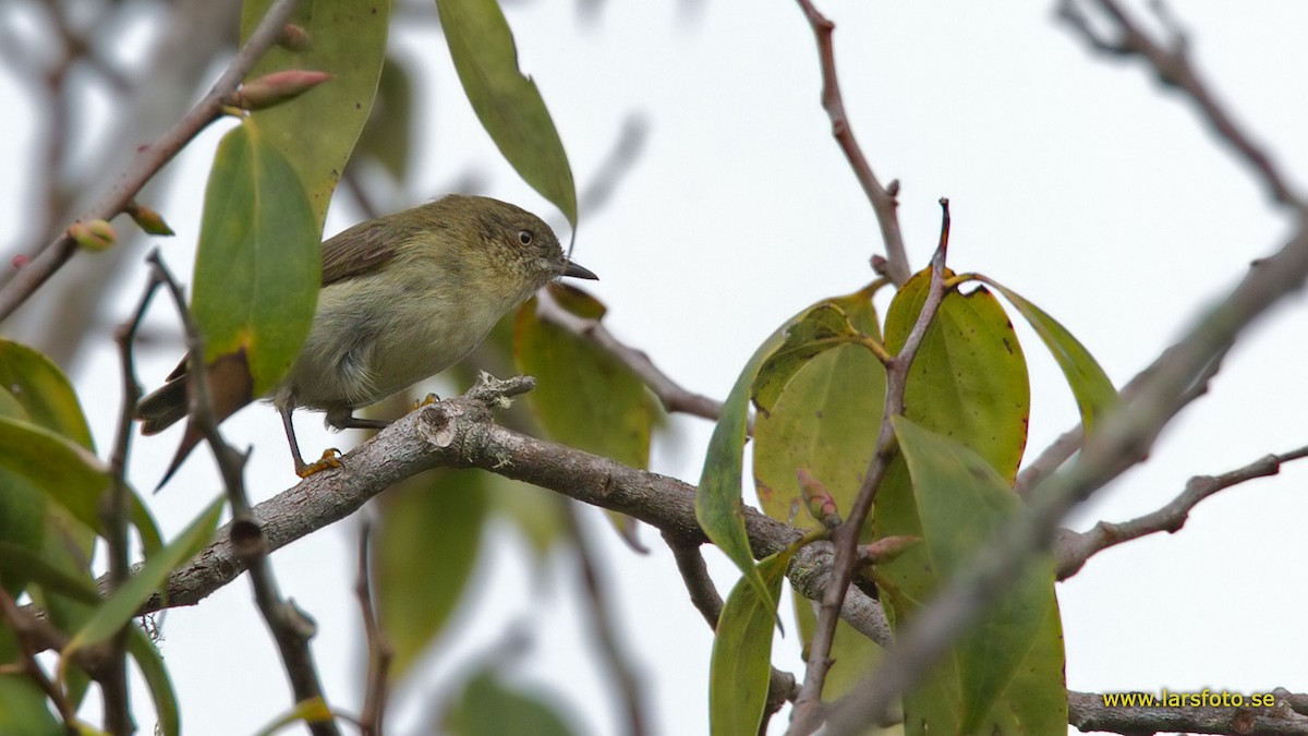 Papuan Thornbill - ML205909411