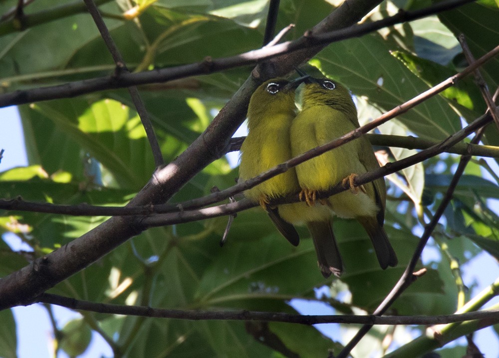 Solomons White-eye - ML205909641