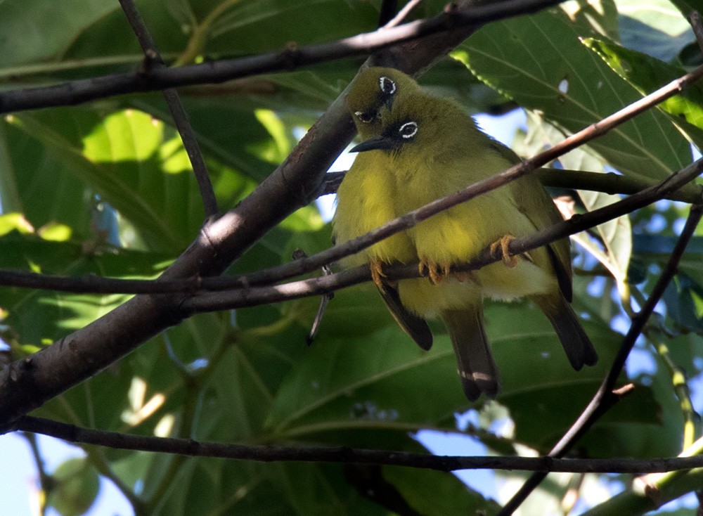 Solomons White-eye - ML205909651