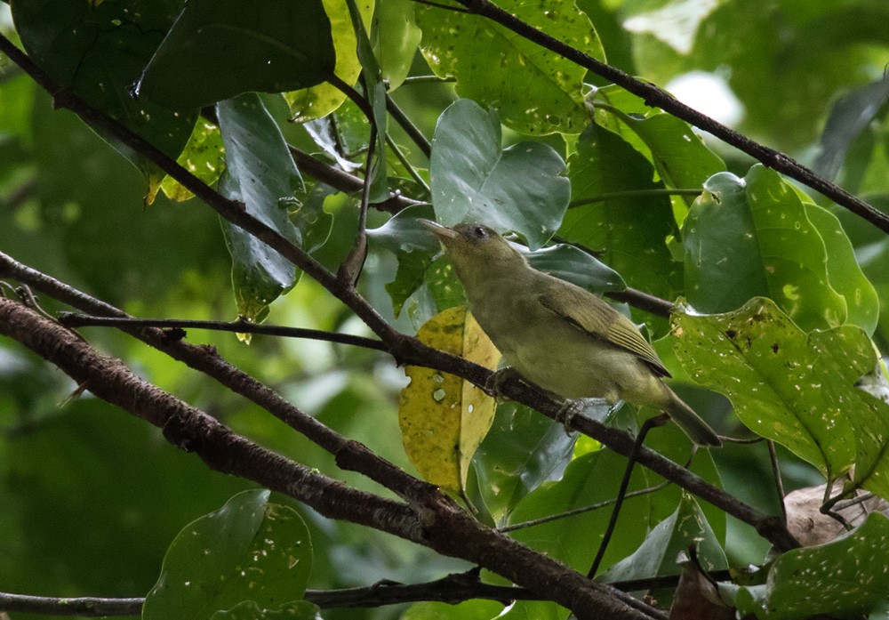 Malaita White-eye - Lars Petersson | My World of Bird Photography