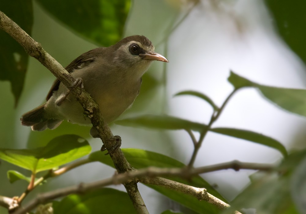 Bare-eyed White-eye - Lars Petersson | My World of Bird Photography