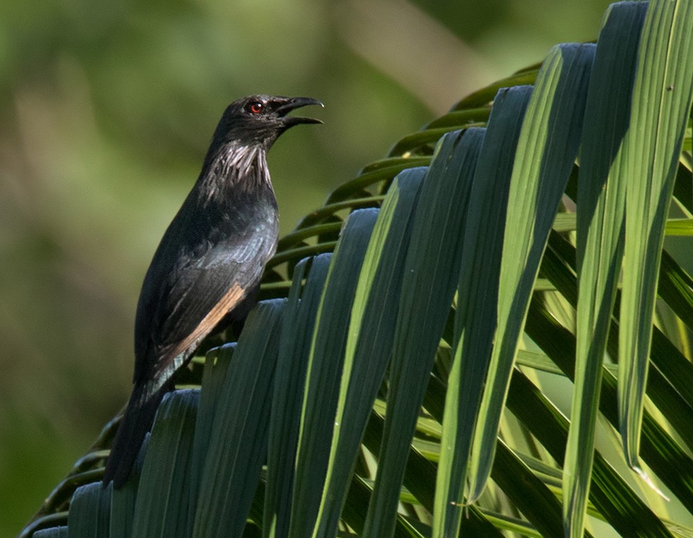 Brown-winged Starling - Lars Petersson | My World of Bird Photography