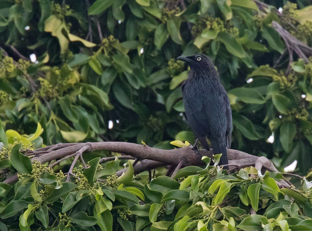 Brown-winged Starling - Lars Petersson | My World of Bird Photography