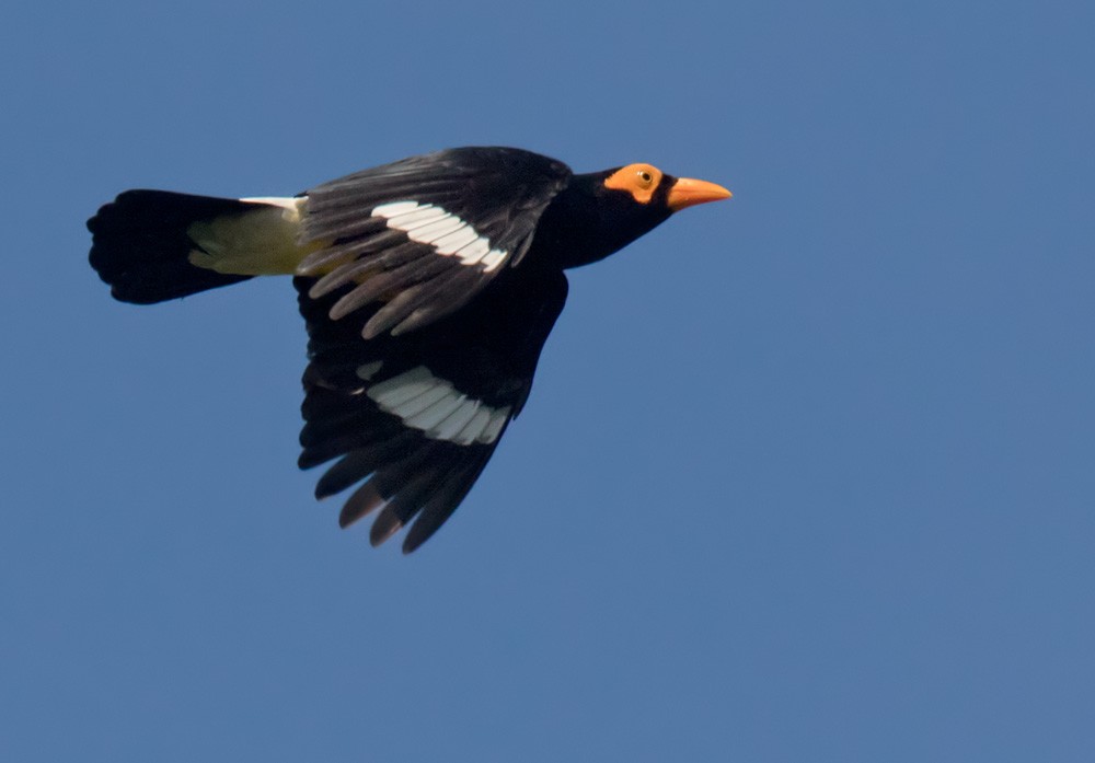 Long-tailed Myna - ML205909801