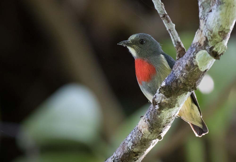 Midget Flowerpecker - Lars Petersson | My World of Bird Photography