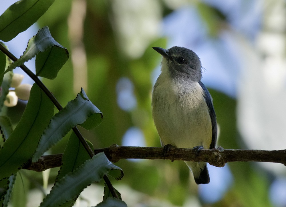 Midget Flowerpecker - Lars Petersson | My World of Bird Photography