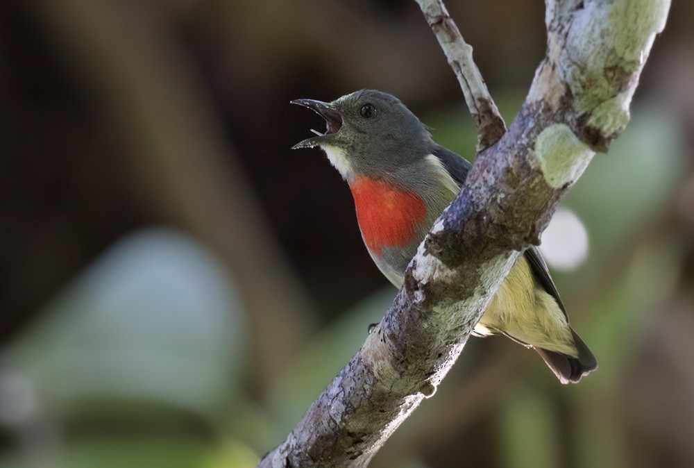 Midget Flowerpecker - Lars Petersson | My World of Bird Photography