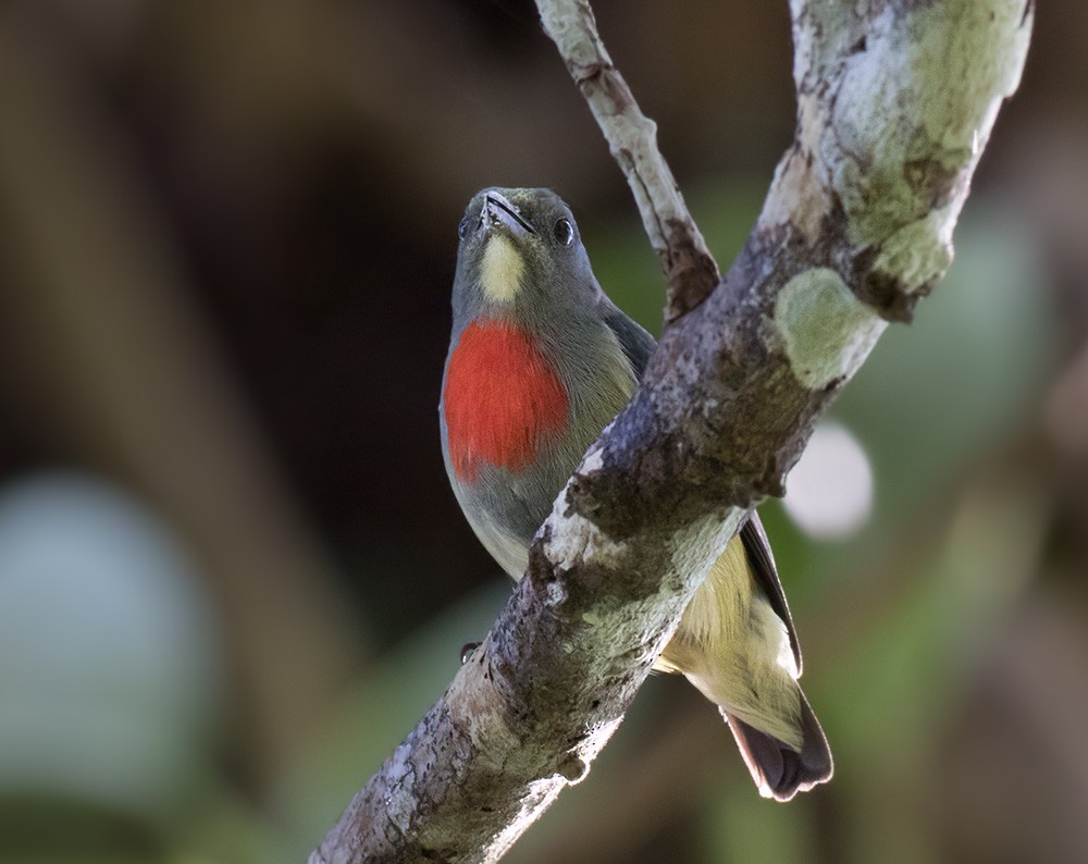 Midget Flowerpecker - Lars Petersson | My World of Bird Photography
