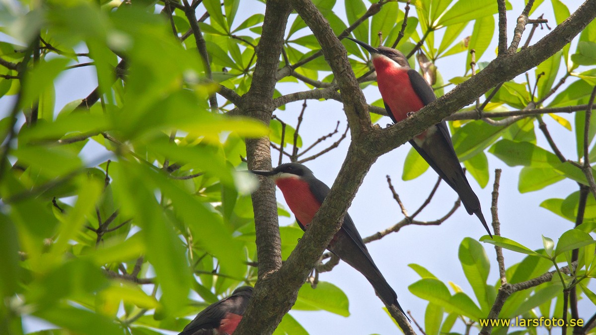 Rosy Bee-eater - ML205909881