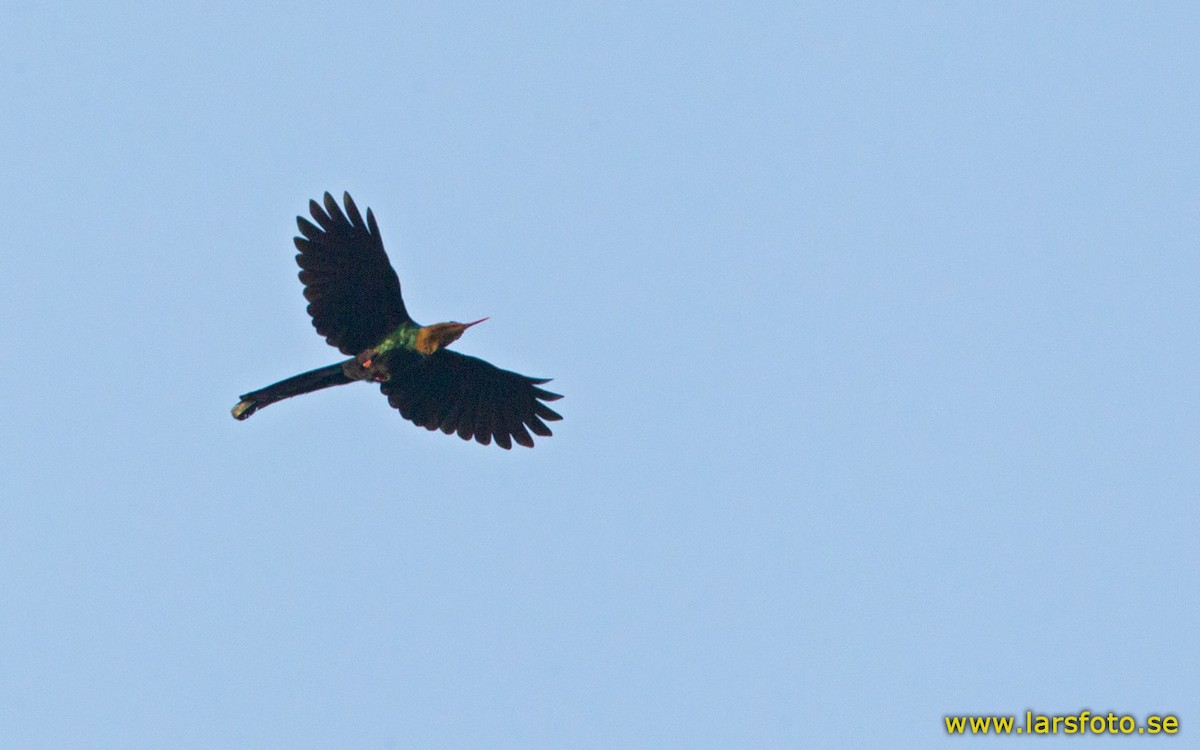 White-headed Woodhoopoe (bollei/jacksoni) - Lars Petersson | My World of Bird Photography