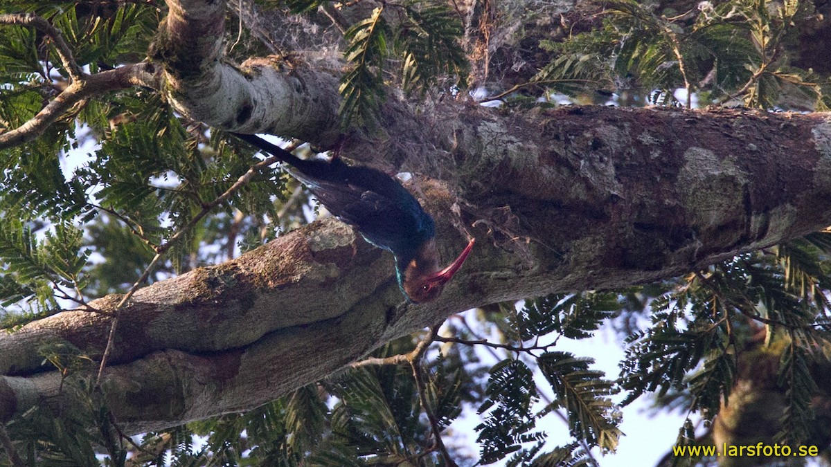 White-headed Woodhoopoe (bollei/jacksoni) - ML205909941